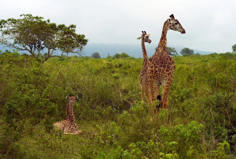 Selous Game Reserve | Aruba | Aruba — Selous Game Reserve | Aruba