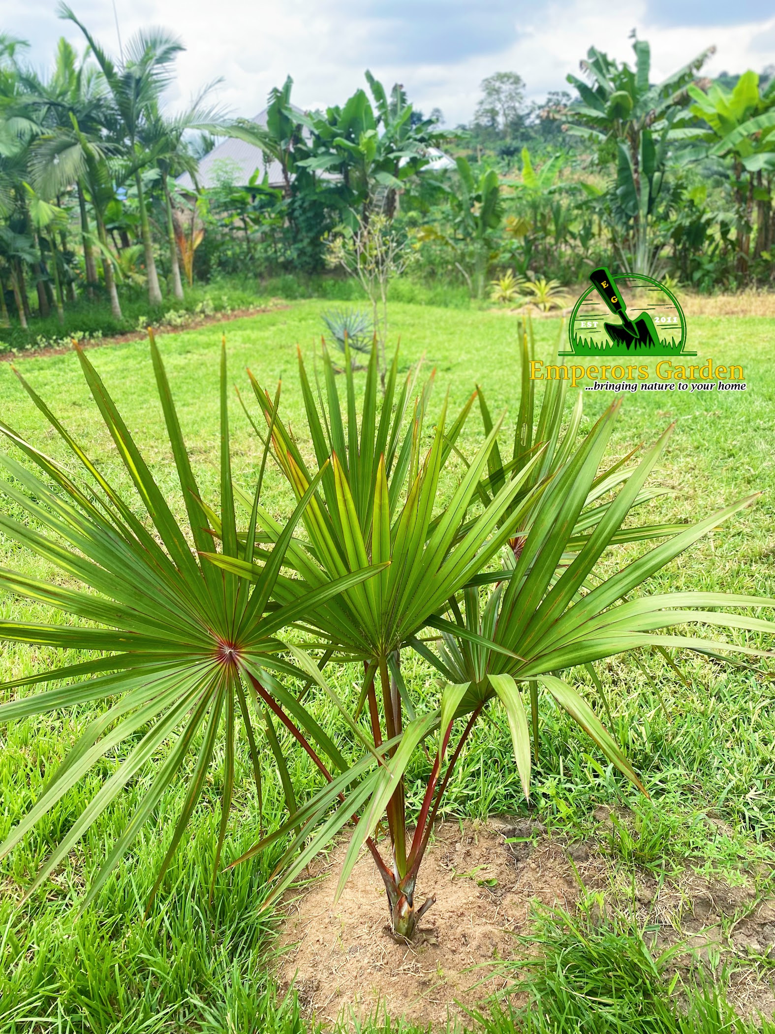 Emperors Garden | Ghana 🇬🇭 — Accra