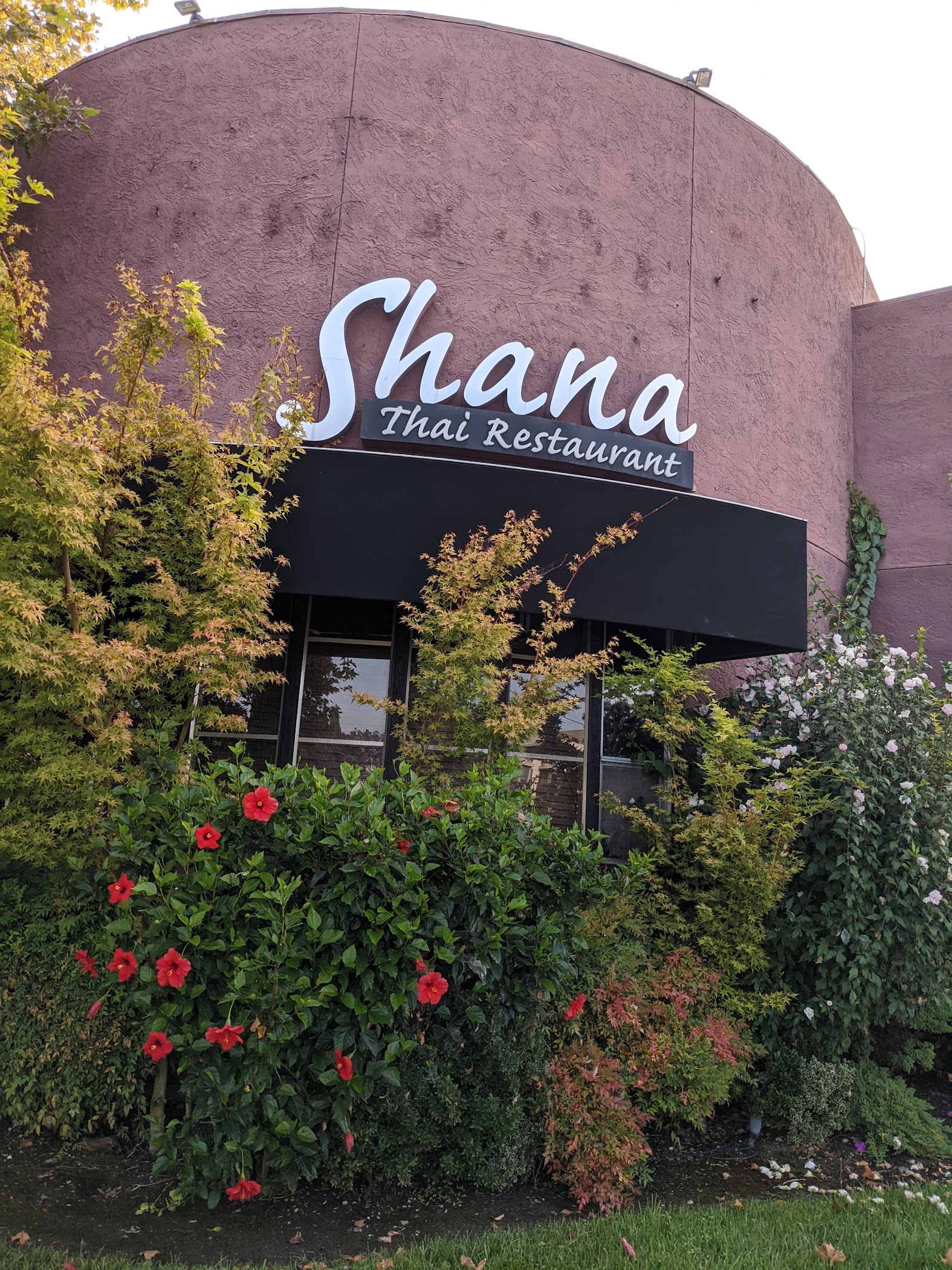 Shana Thai — Mountain View