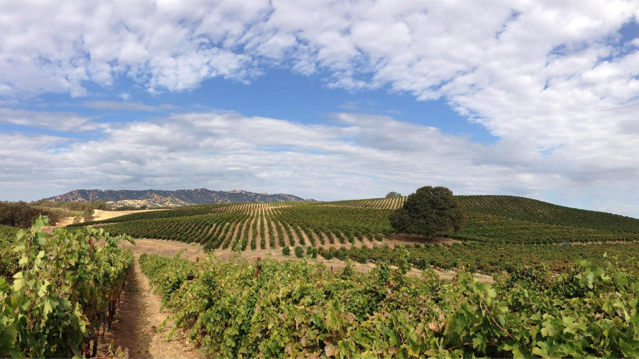 Berryessa Gap Vineyards Estate Winery — Winters
