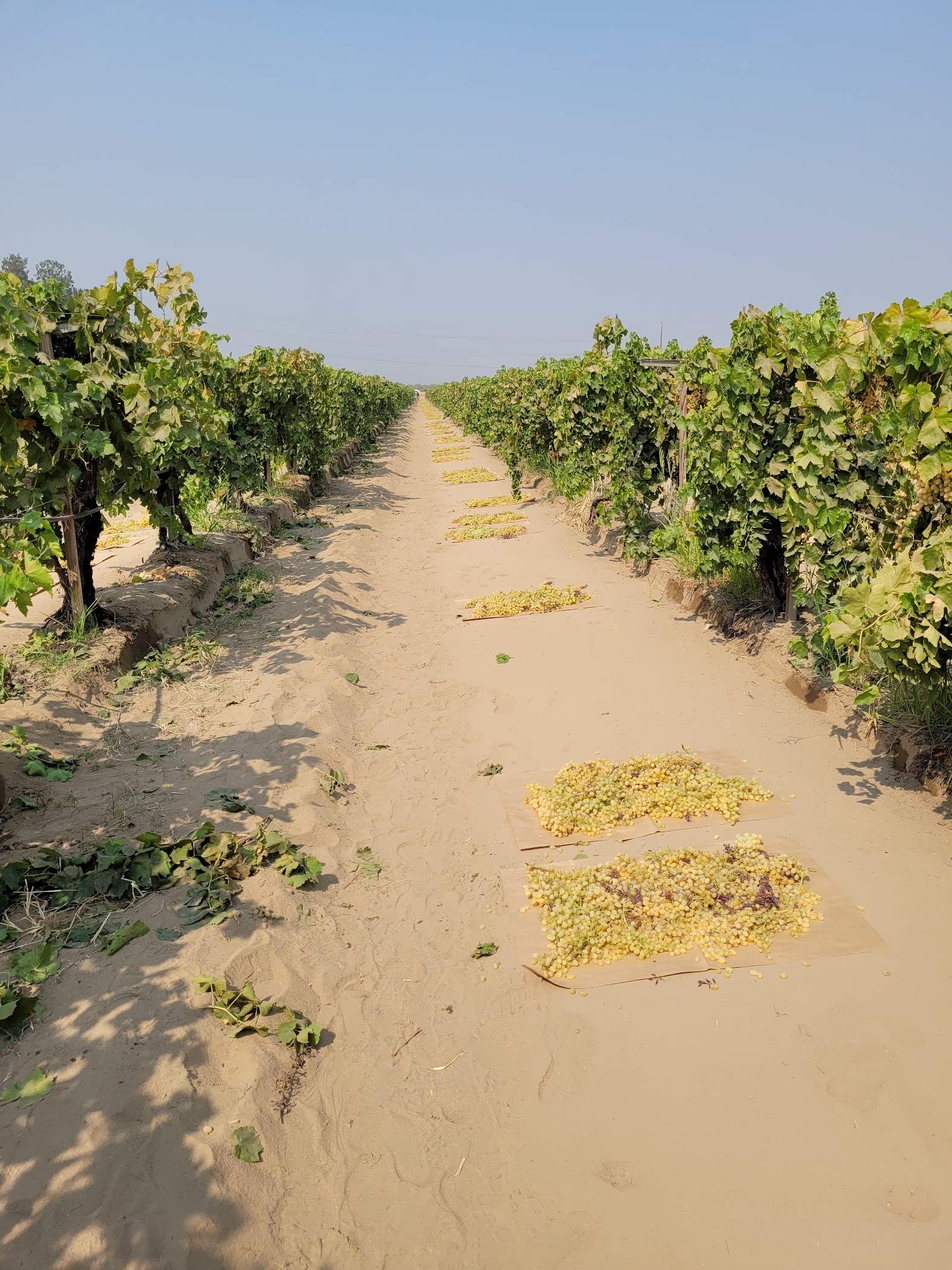 LDS Vineyard — Madera