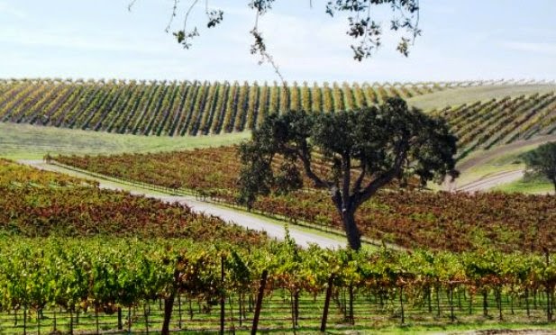 Pomar Junction Vineyard & Winery