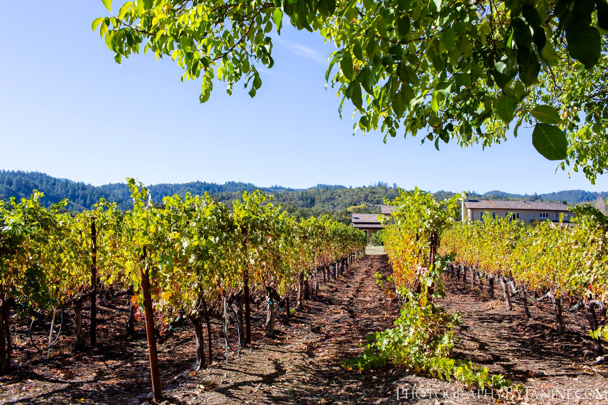 Tedeschi Family Winery — Calistoga