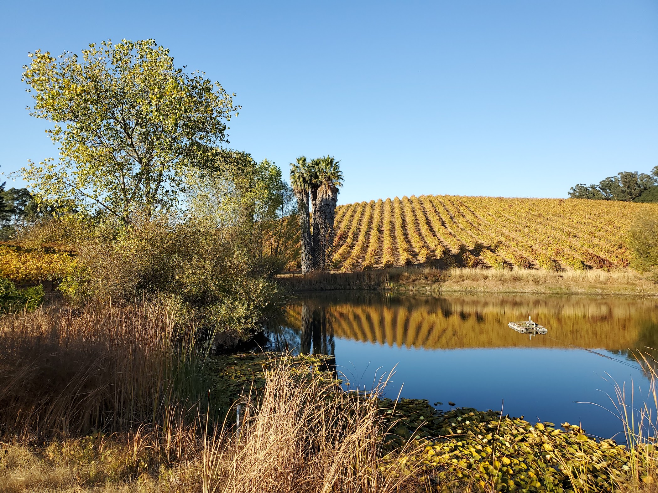 Truchard Vineyards — Napa
