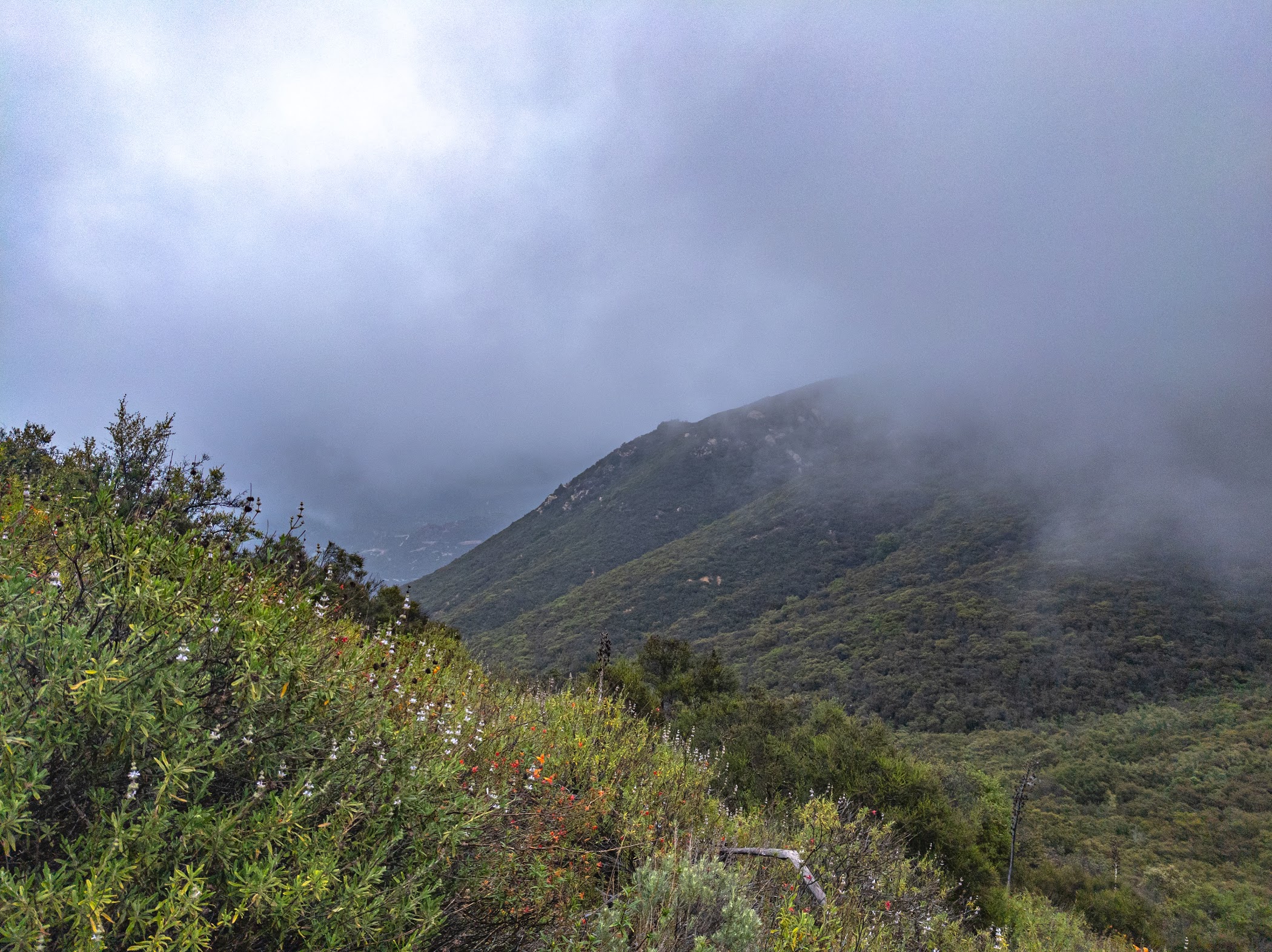 Bear Ridge Bear Ridge and Sitton Peak Loop Trail – TortoisePath | California | USA 🇺🇸