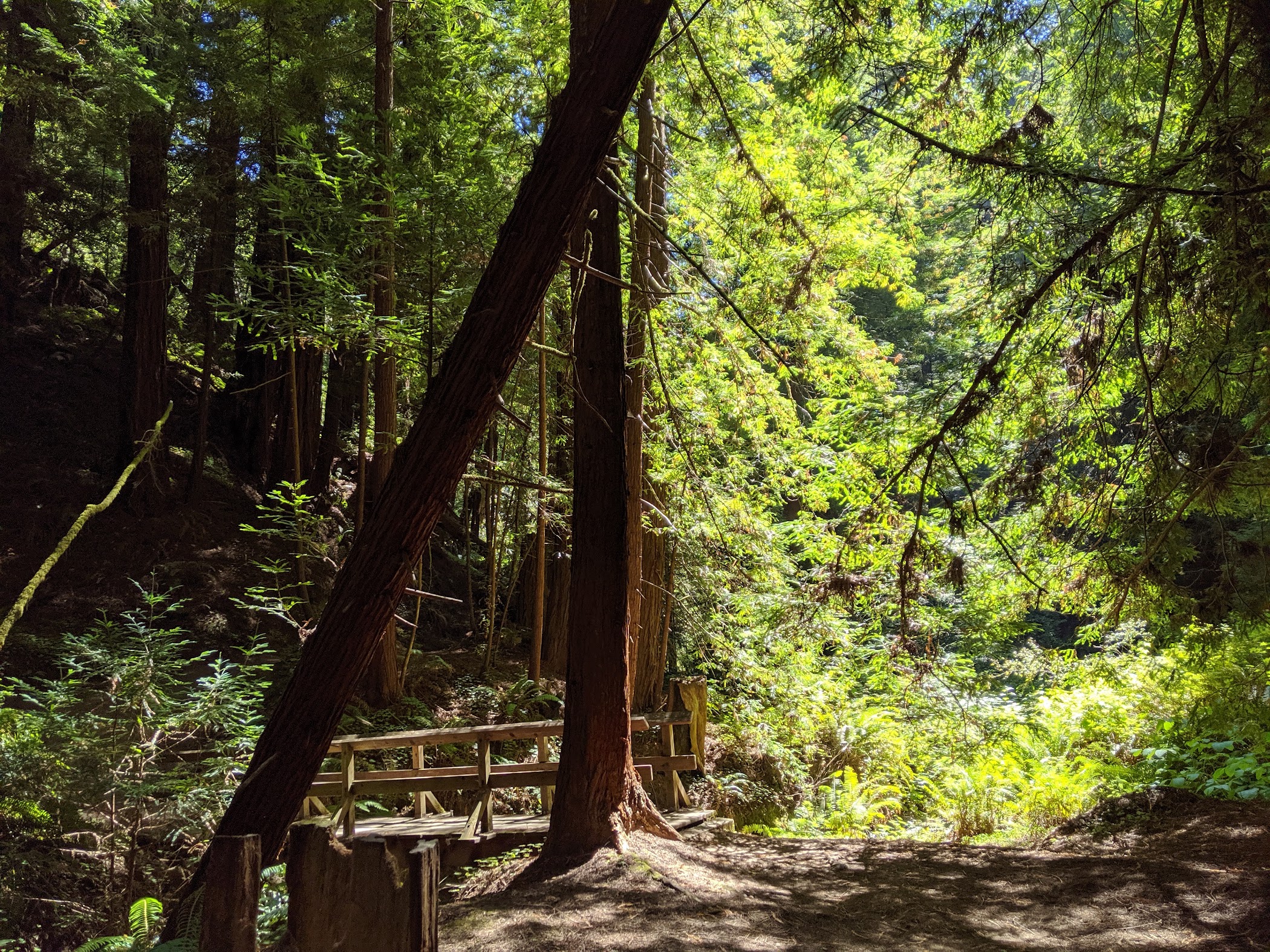 Butano State Park — Pescadero