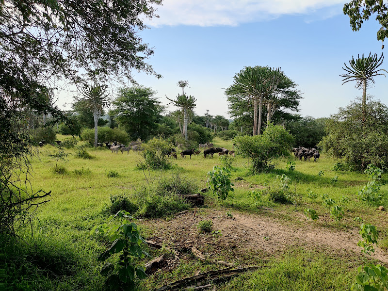 Source image from Congo