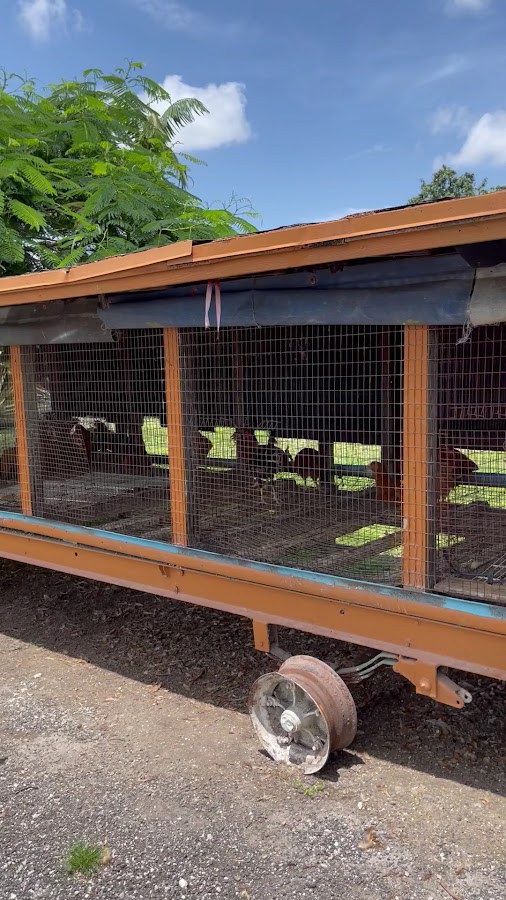 Lily’s Farm Animals & Lily’s Farmers Market | Florida USA 🇺🇸 — Miami