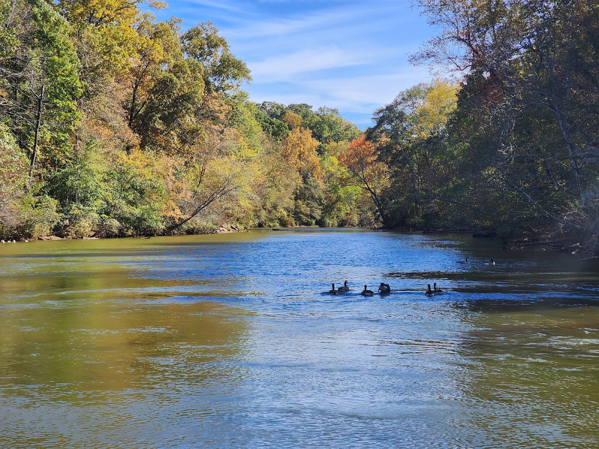 River-edge scenery and open-air space at Island Ford Unit, Chattahoochee River National Recreation Area | Georgia USA 🇺🇸.
