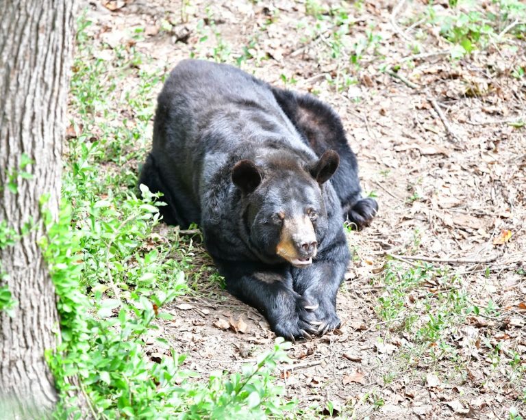 Bear Hollow Wildlife Trail | Georgia USA 🇺🇸
