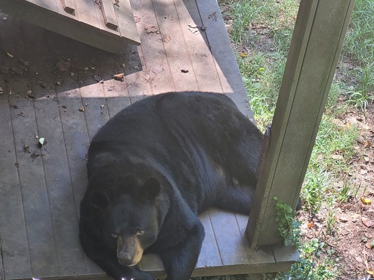 Bear Hollow Zoo | Georgia USA 🇺🇸