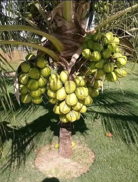 Source image from ivorycoast.tortoisepath.com