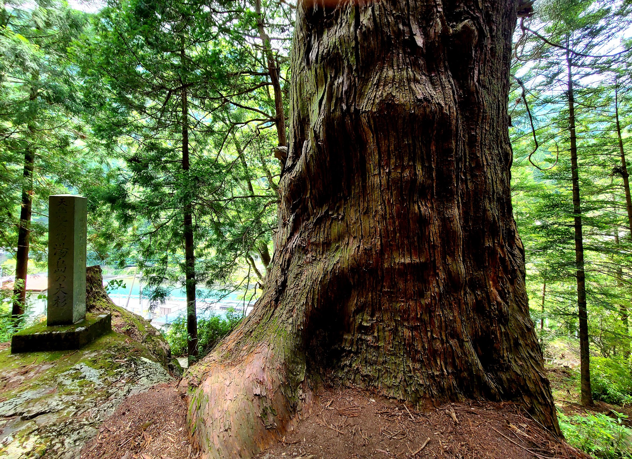 Yushima’s Great Cedar Tree — Hayakawa