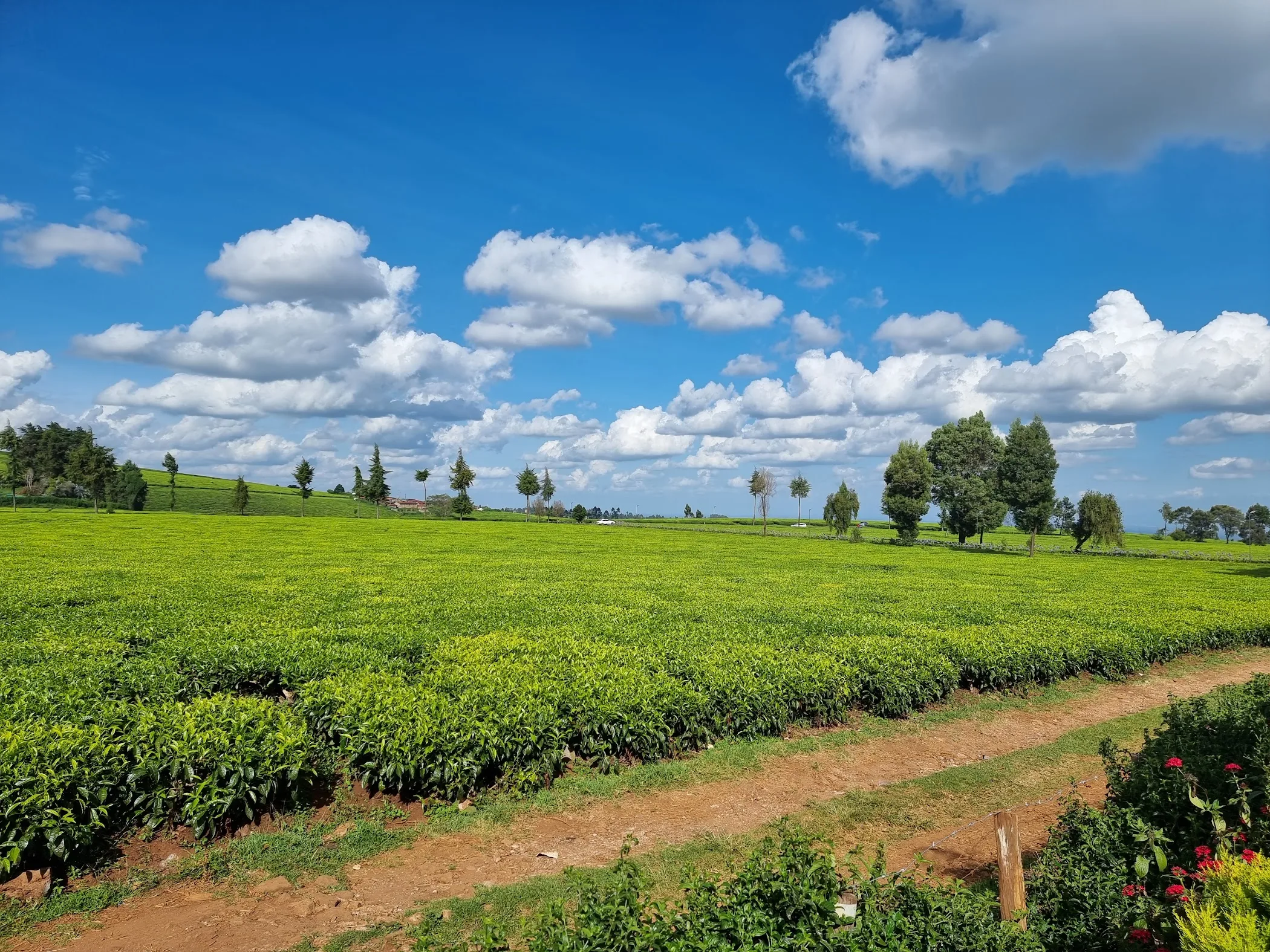 Camellia Gardens Limuru — Riara Ridge