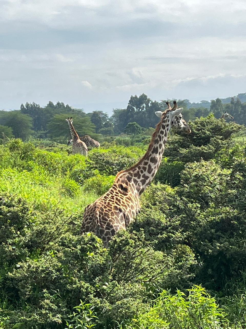 Lake Oloiden Flamingo Campsite — Naivasha