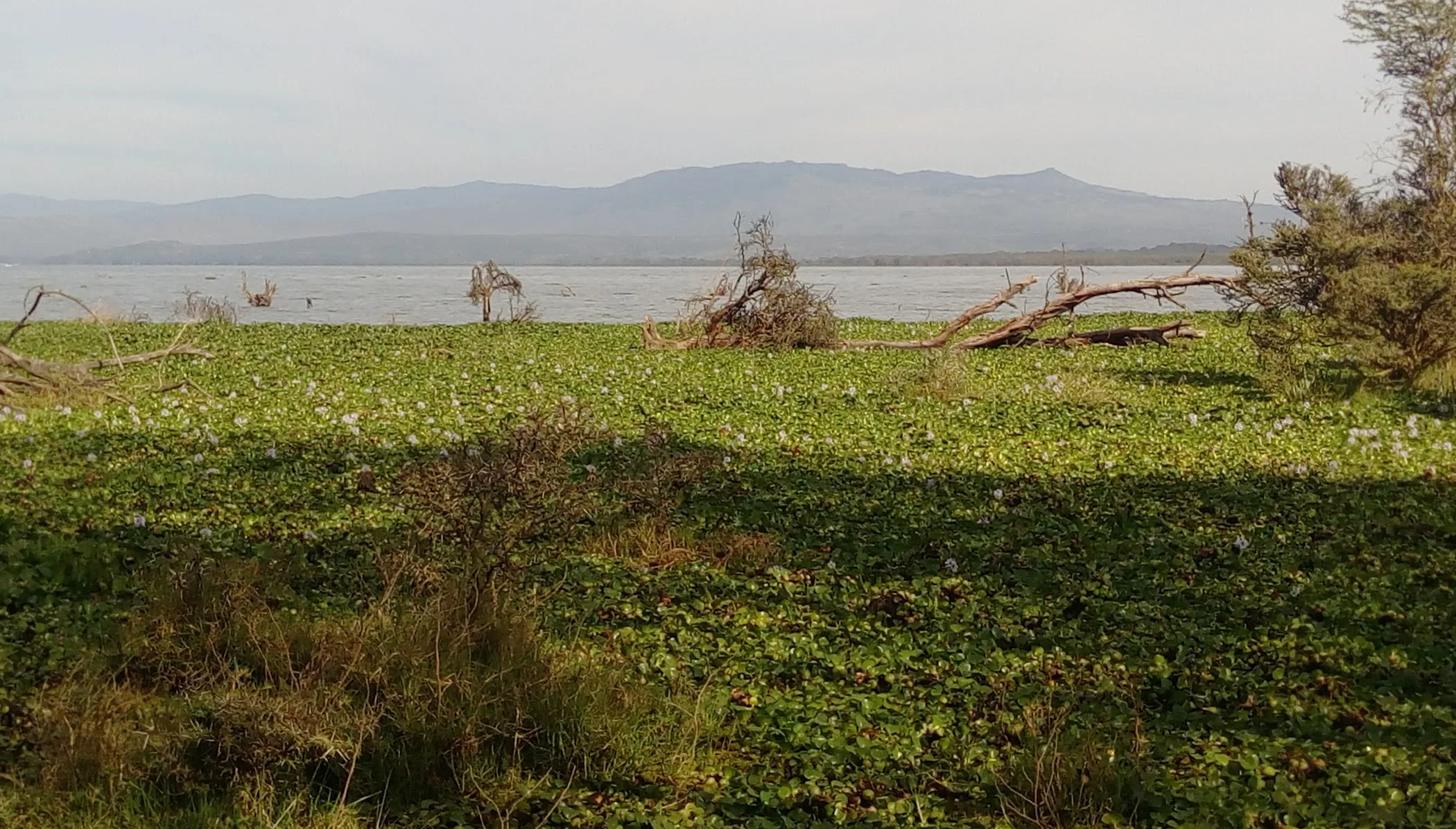 Lake Naivasha Hippo Camp & Wildlife Sanctuary — Karagita