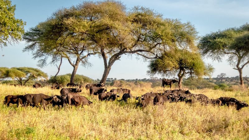 Gombe National Park | Montserrat | Montserrat — Gombe National Park | Montserrat