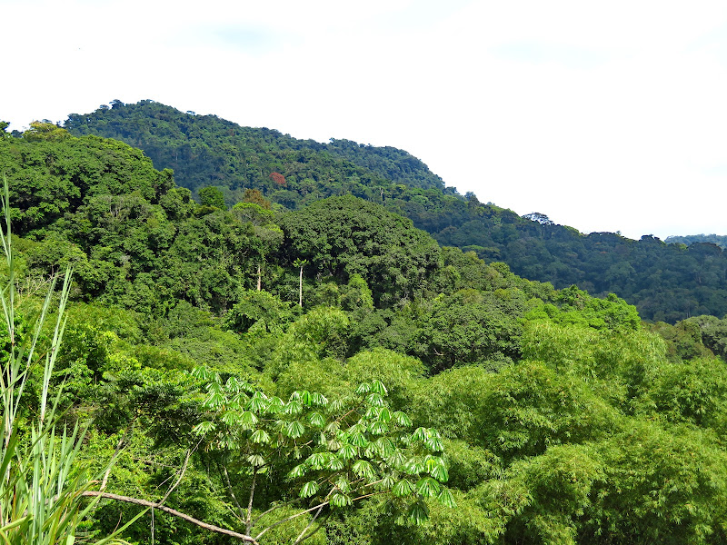 Floresta do Maiombe Viewpoint | Montserrat | Montserrat