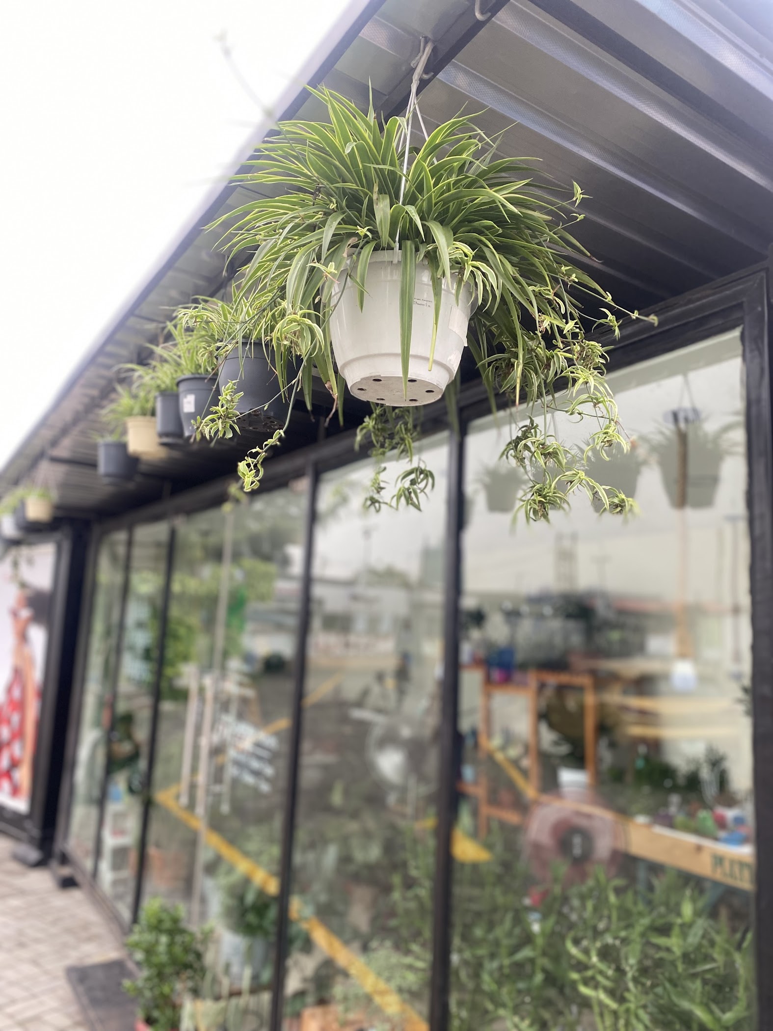 Plantsng.com — Lagos