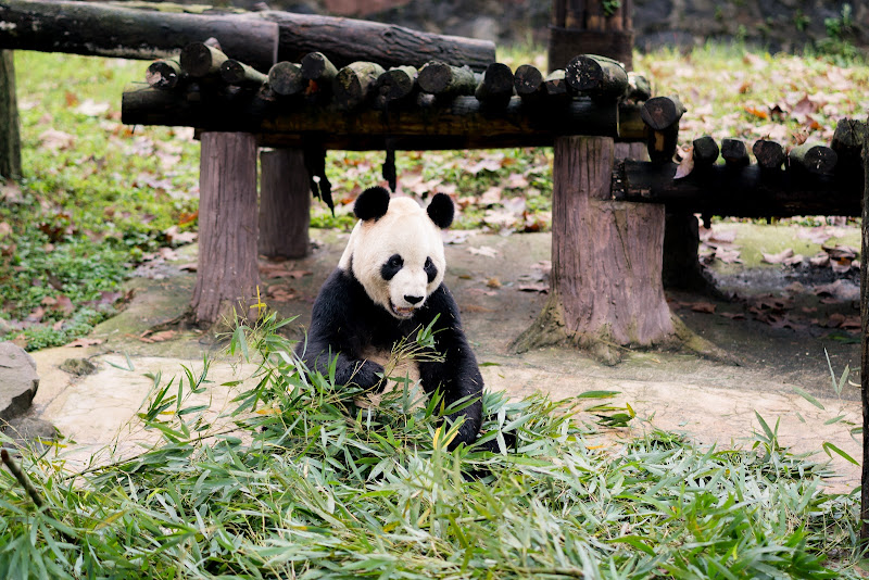 Chengdu Research Base of Giant Panda Breeding No.14 Giant Panda ...
