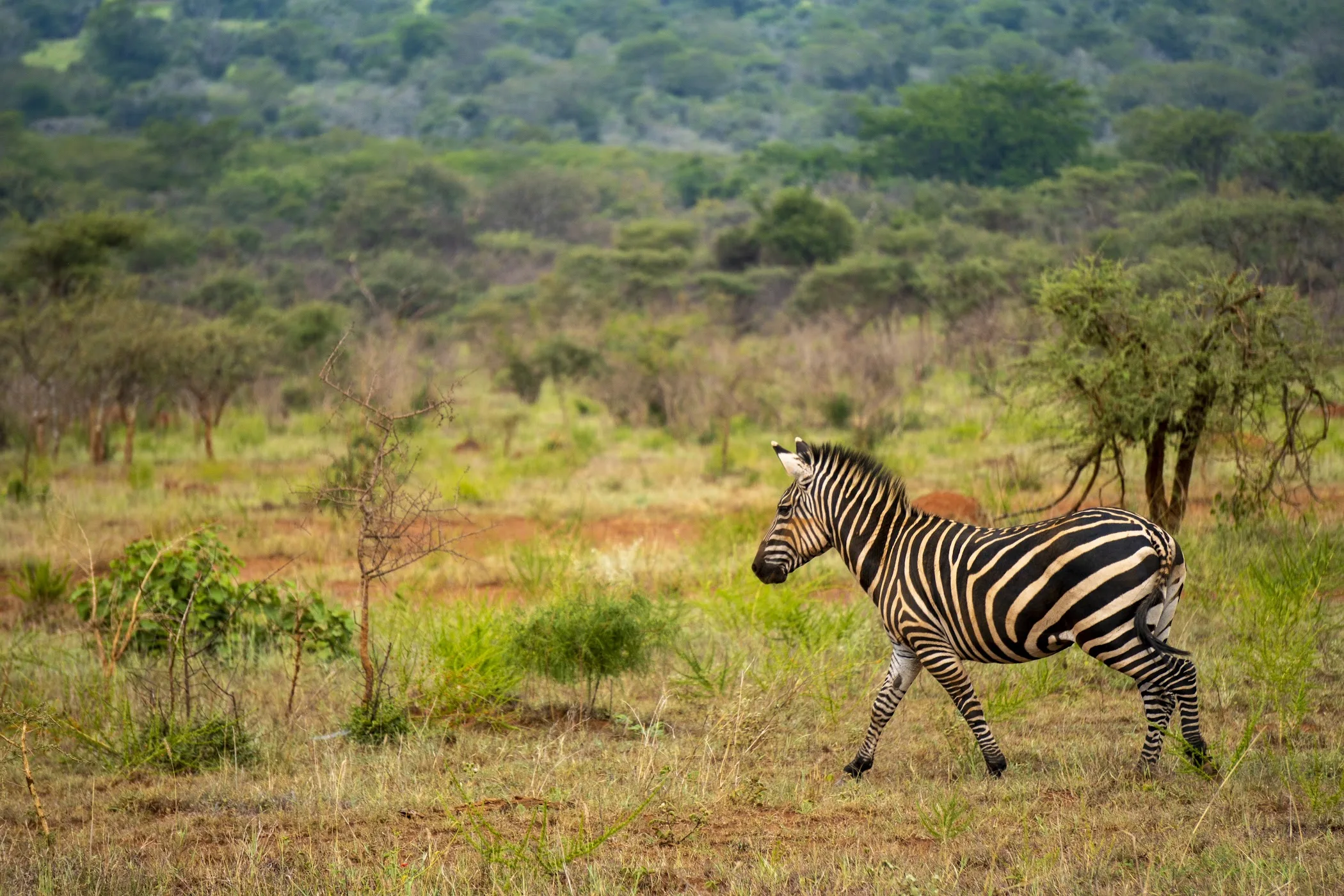 Akagera National Park