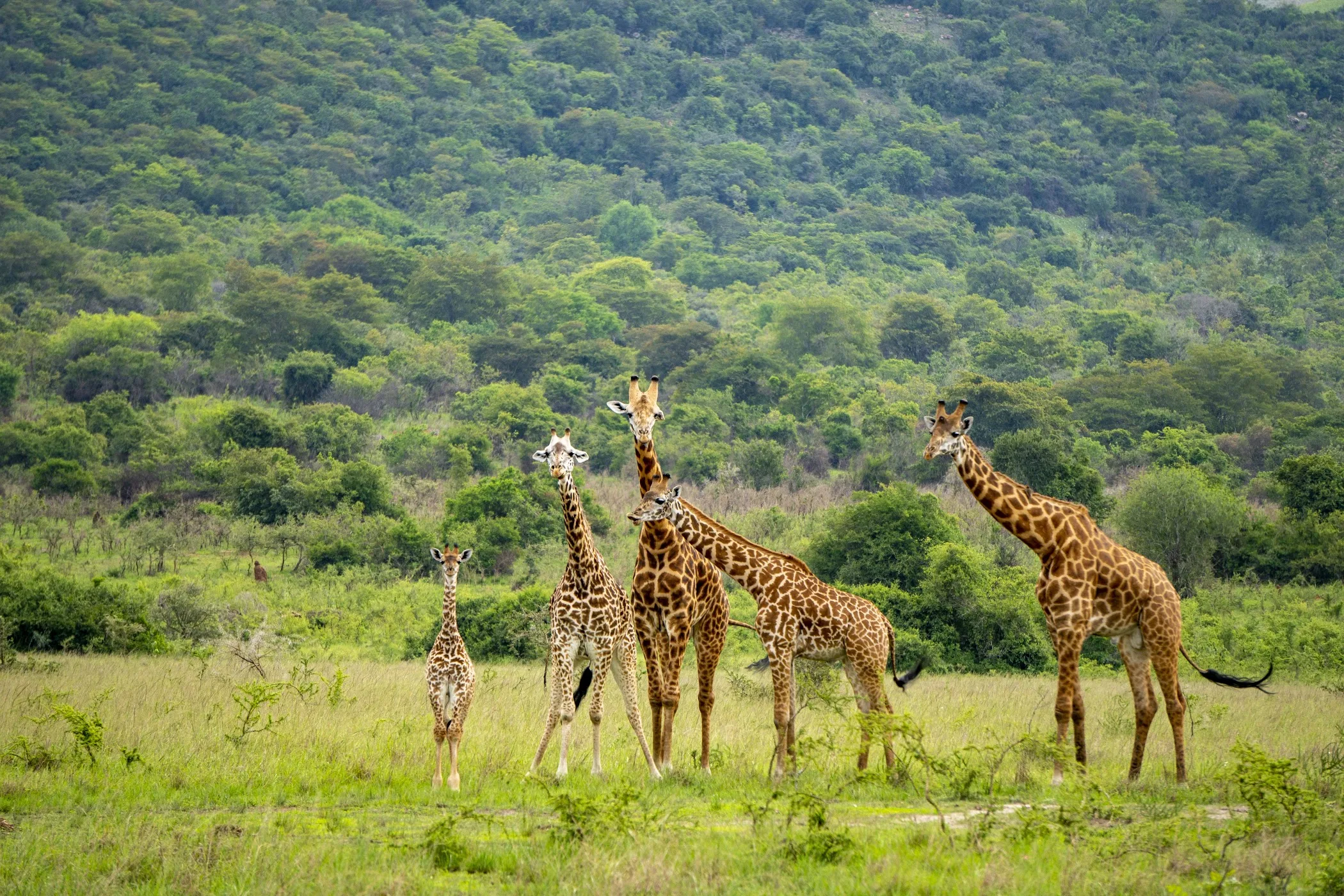 Akagera National Park – TortoisePath | Rwanda 🇷🇼