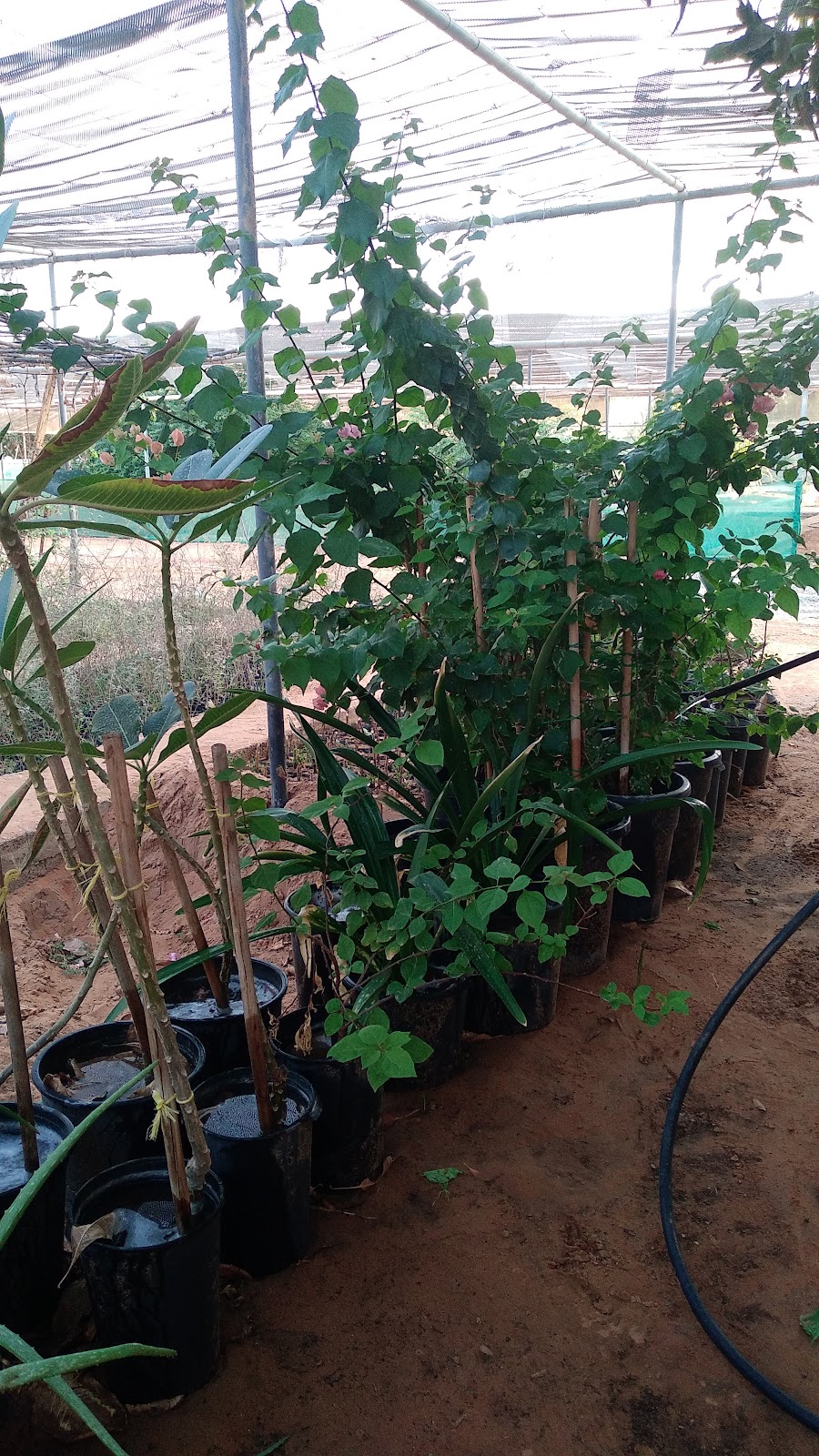 Nursery of Barari Nature Resources Al Ghnaymah المشتل البراري غنيمة ...