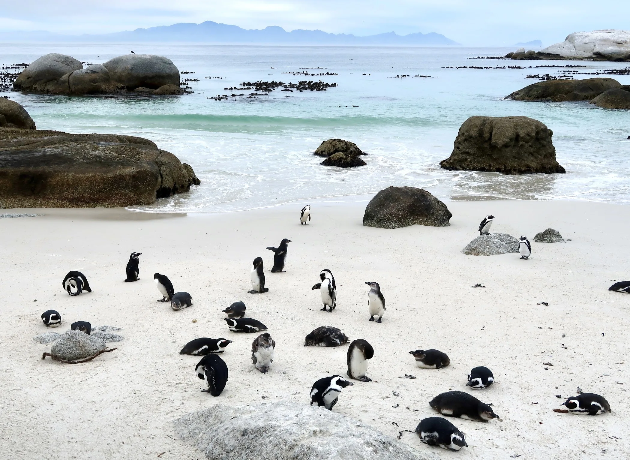 Boulders Beach — Cape Town