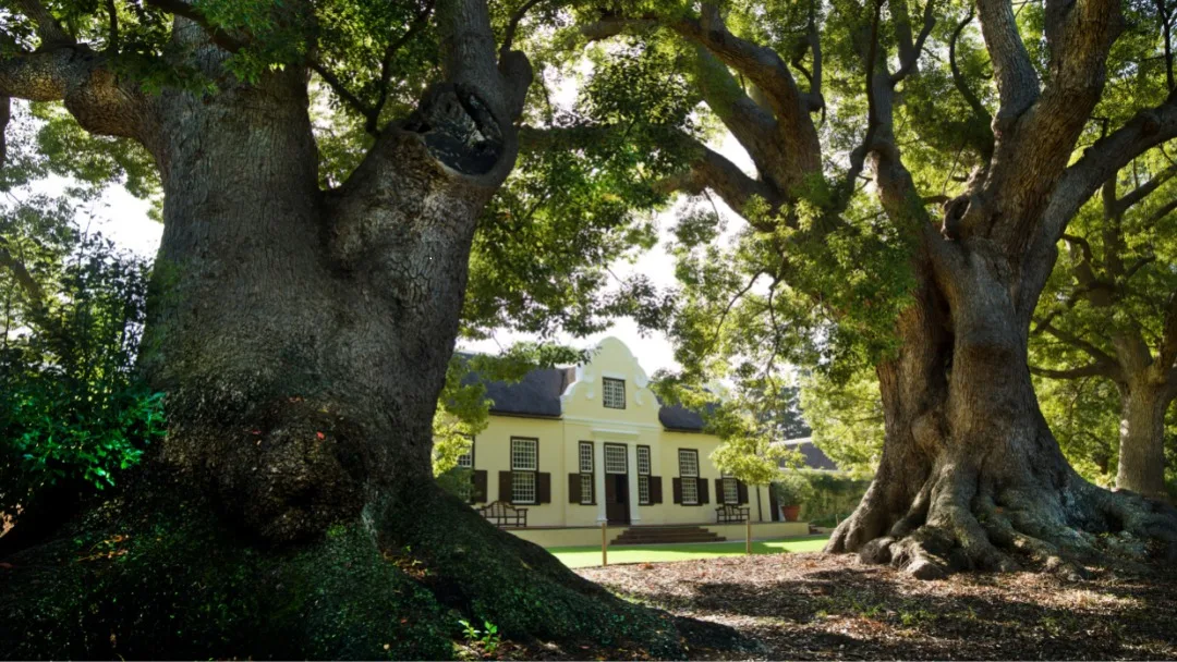 A first look at Vergelegen Wine Estate, showing the kind of dining setting you are actually stepping into in Somerset West.