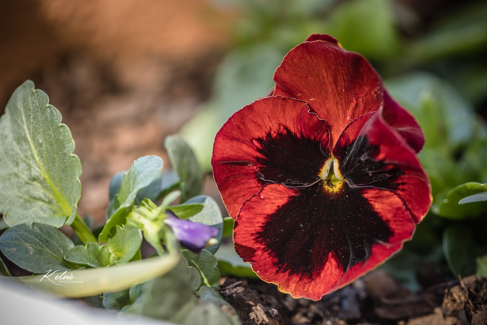 Urfth Urth – TortoisePath | South Africa 🇿🇦