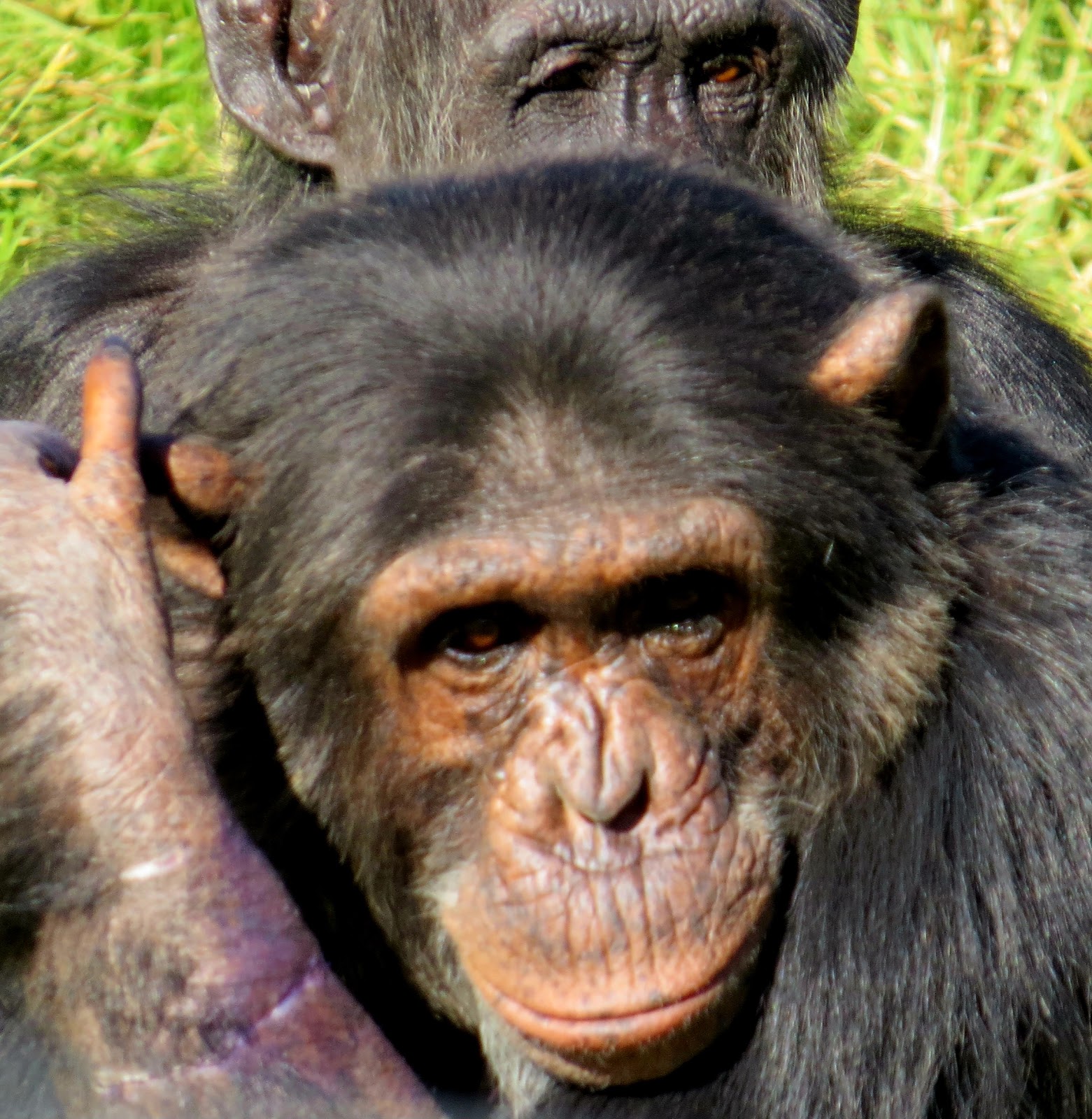 Chimp Eden — Mbombela