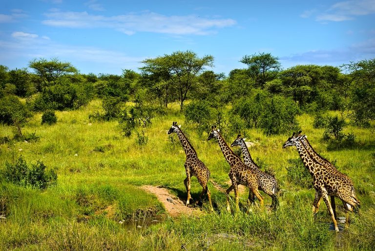 Durban safari and tours. Big Five safaris from Durban city. DurbanSafaris.com