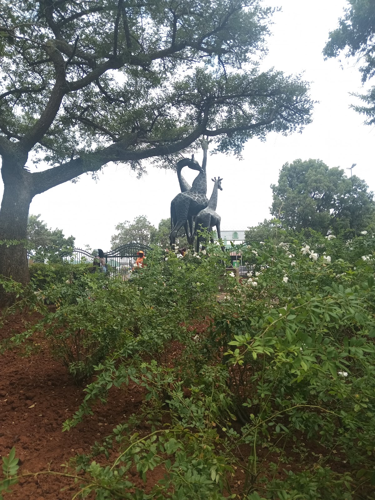 Jank Botec Jack botes park – TortoisePath | South Africa 🇿🇦