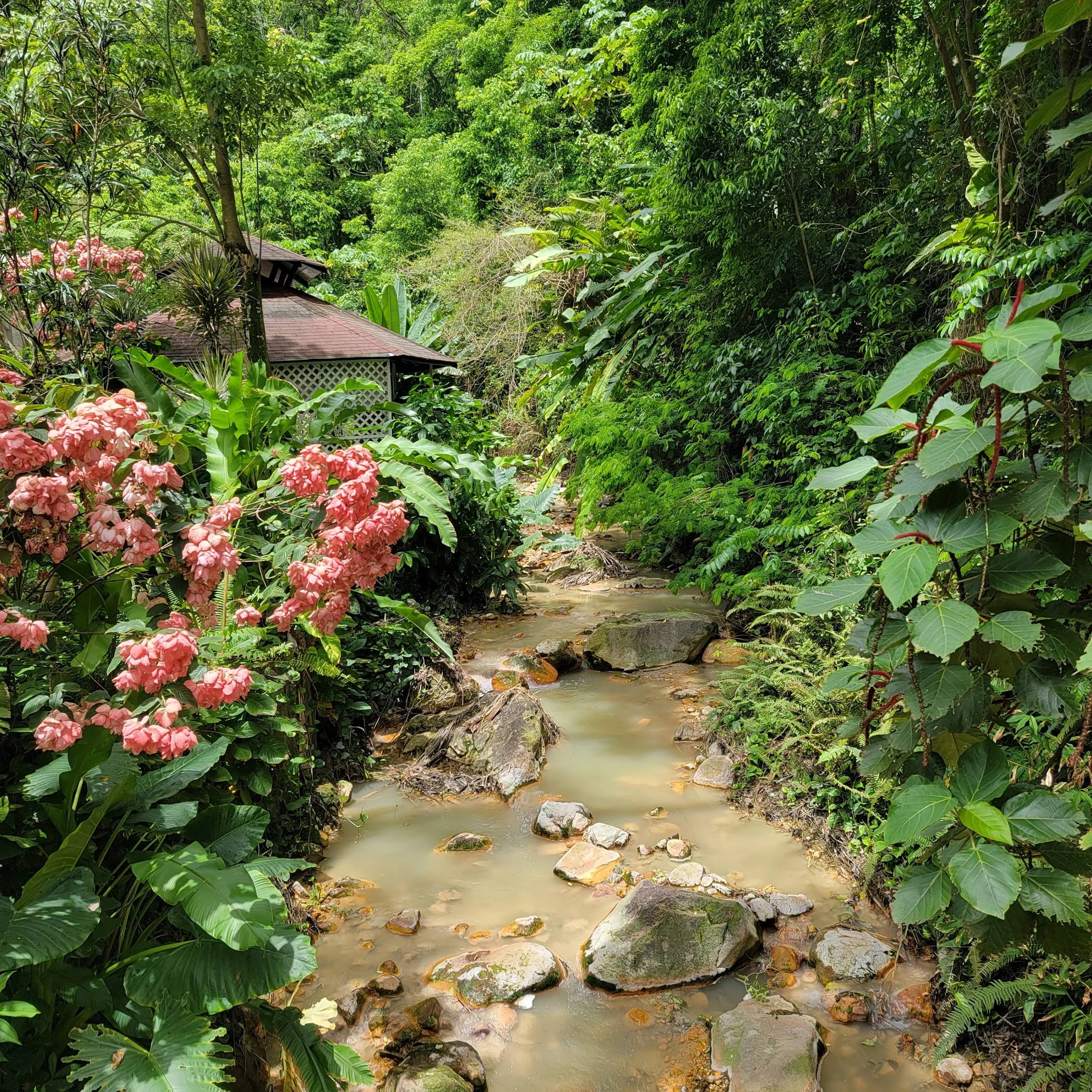 Diamond Falls Botanical Gardens & Mineral Baths – TortoisePath | Stlucia 🇱🇨