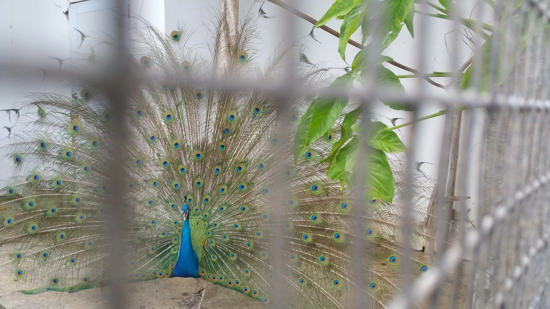 A first look at Iyanola Zoo, with the setting and animal-visit feel front and center.