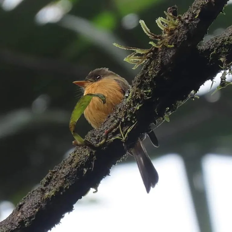St. Lucia Birding and Wildlife Ambassadors