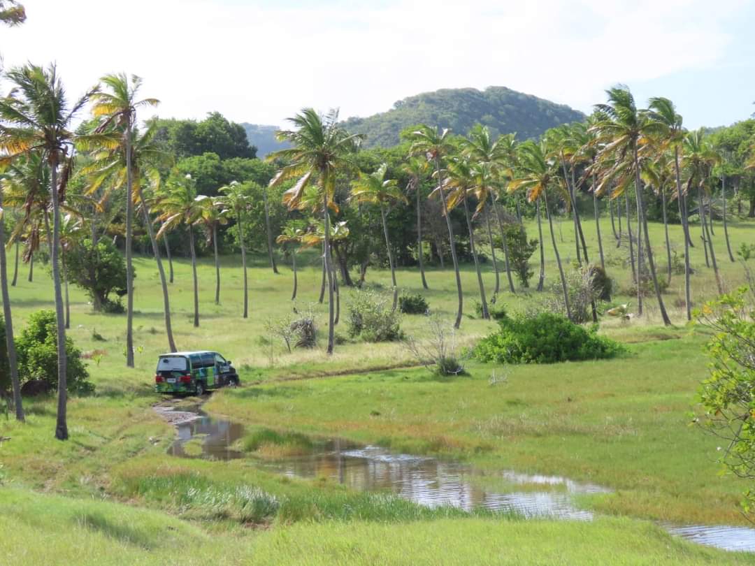 St. Lucia Birding and Wildlife Ambassadors – TortoisePath | Stlucia 🇱🇨