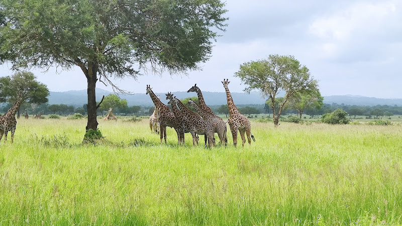 Mikumi National Park | Tanzania | Tanzania — Dar es Salaam