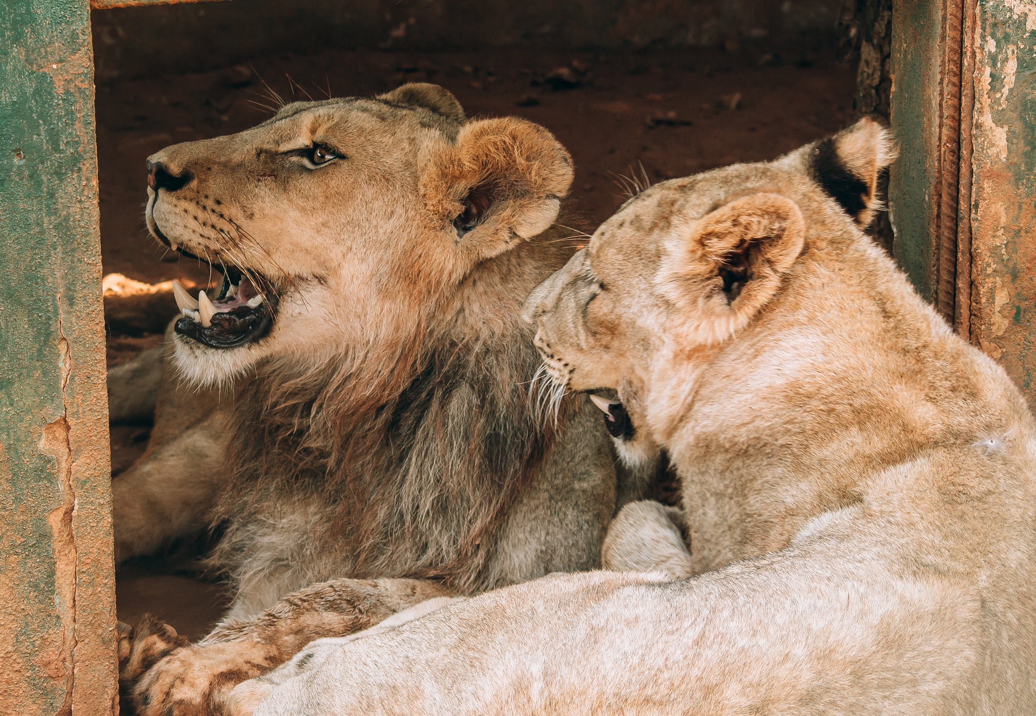 Accra Zoo — Accra