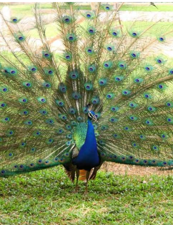 Kumasi Zoological Gardens — Kumasi