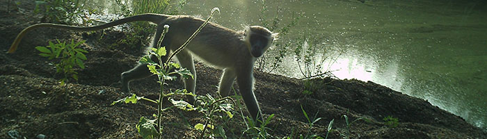 Mole National Park — Mole National Park