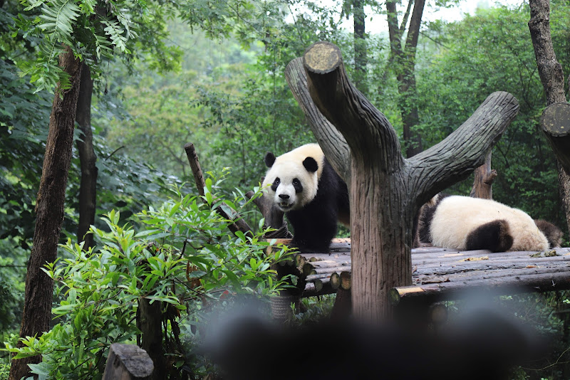 Chengdu Research Base of Giant Panda Breeding Giant Panda Brood Area ...