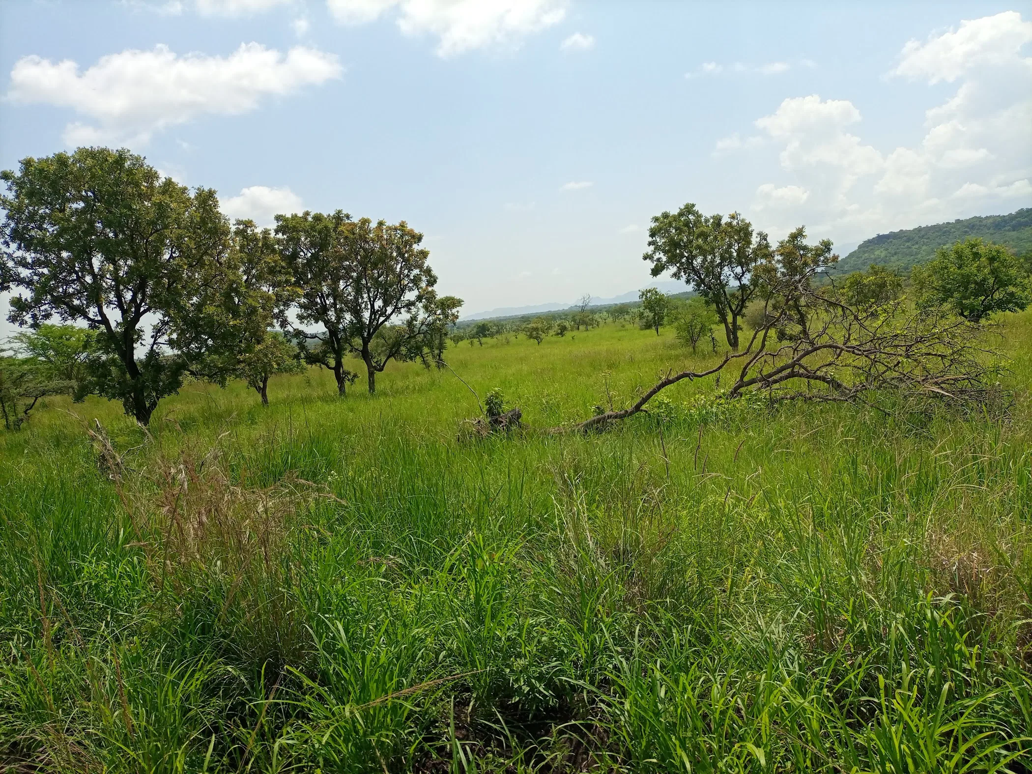 Pian Upe Game Reserve