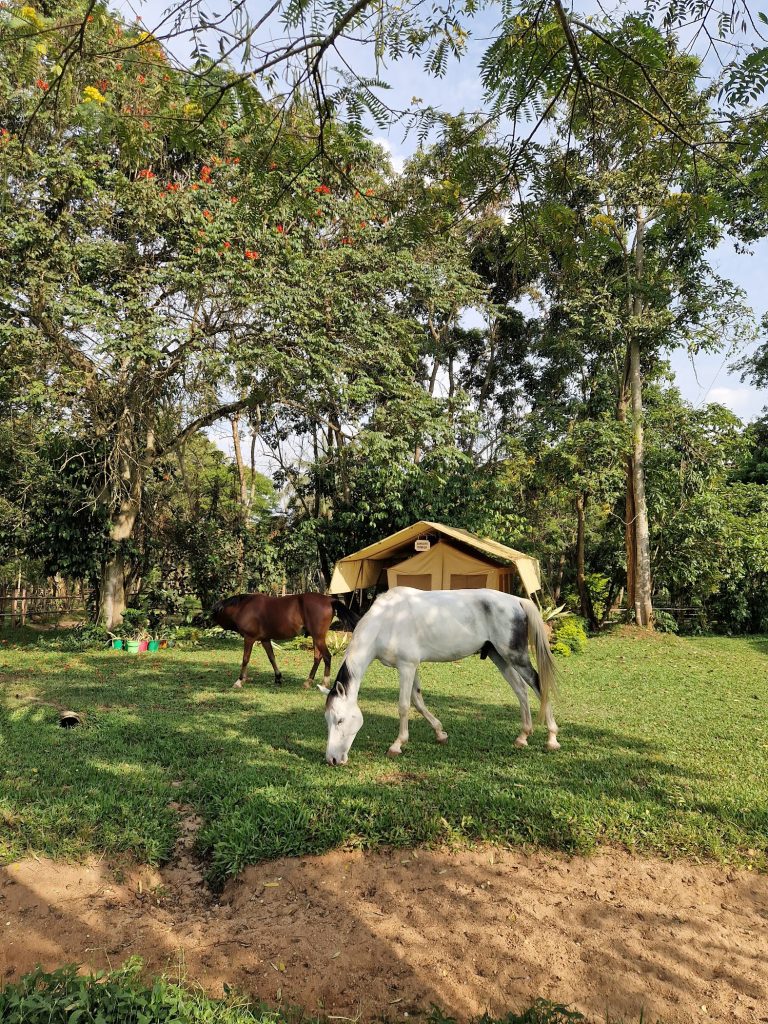 Flametree Stables – TortoisePath | Uganda 🇺🇬