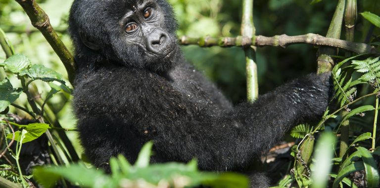 Laba Africa Expeditions