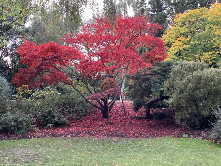 Peckham Rye Park & Common