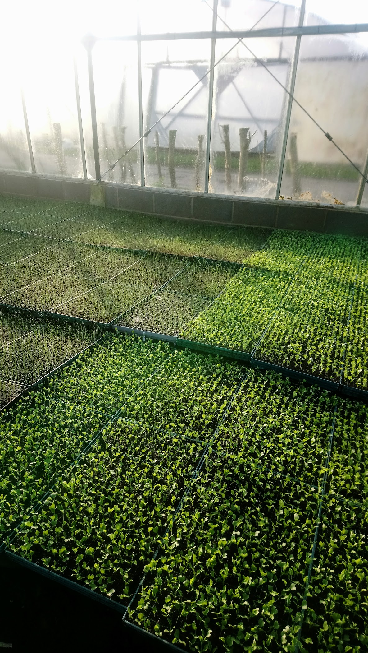 Lyncroft Farm Ltd — Aughton