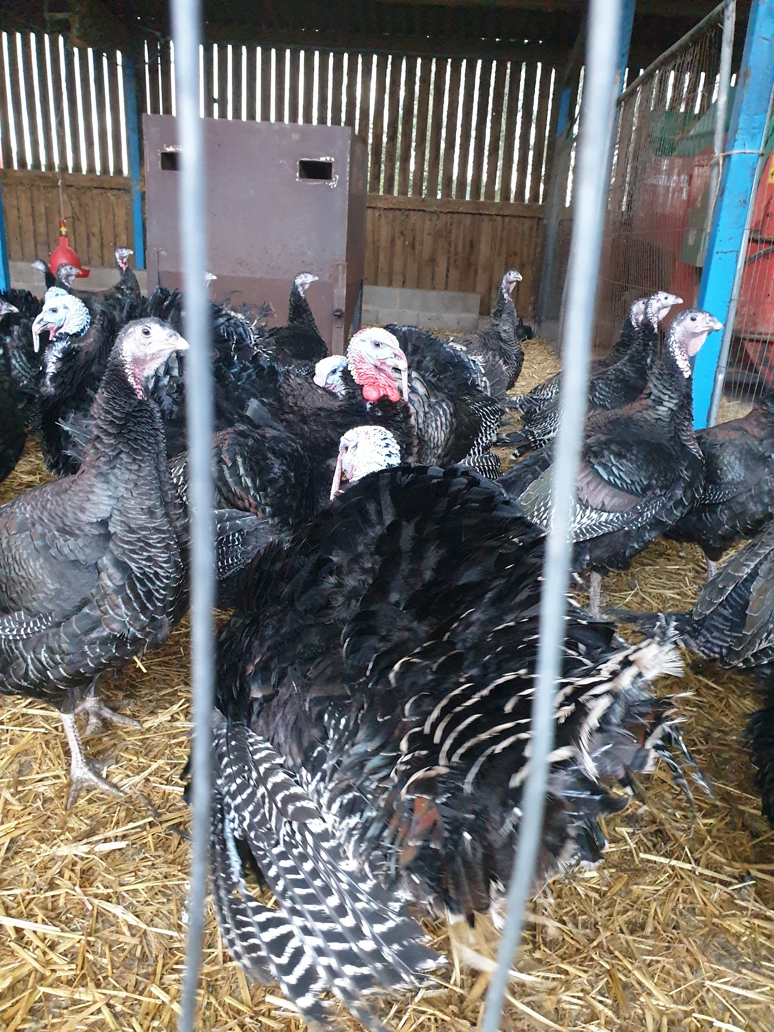 Tomlinson Turkeys